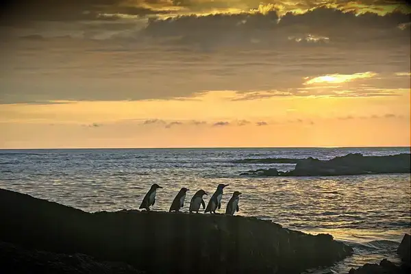 Silhouette of five penguins on rocks by the sea at sunset