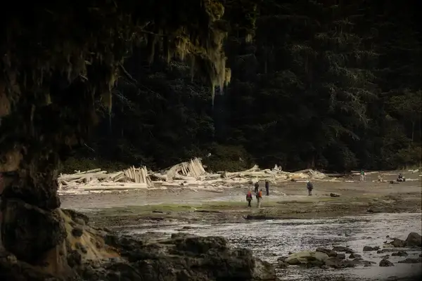 Group exploring tidepools along a rocky beach with driftwood and forest in the background