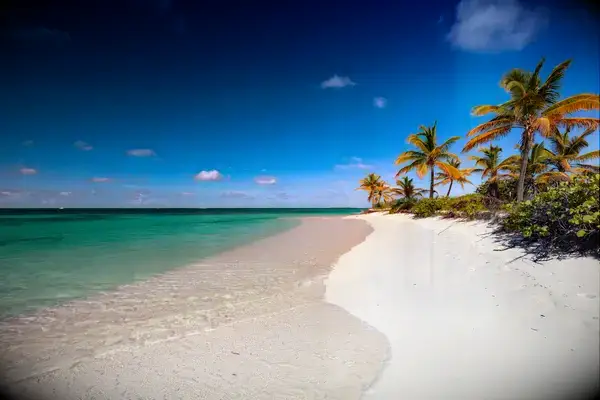 A tropical beach landscape with palm trees and clear blue water