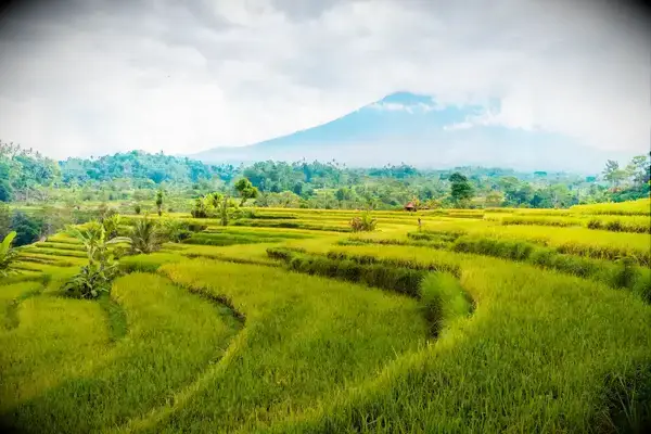 A view of terraced rice fields with a mountain in the background