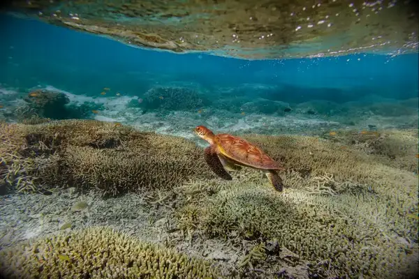 A green sea turtle swimming along the bottom of the sea floor near the coral. Lady Elliot Island, Queensland Australia. A part of the Great Barrier reef, the most southern part.