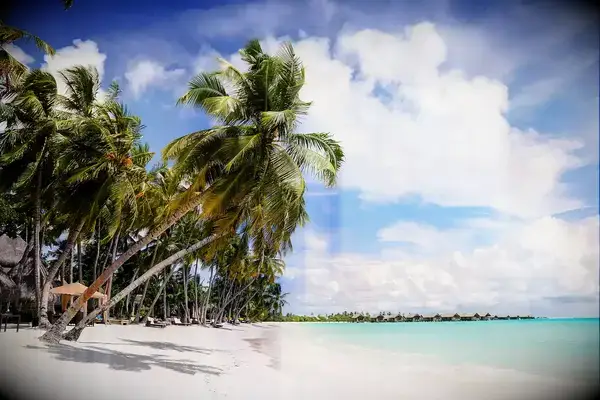 Palm trees on a white sand beach of the Maldives