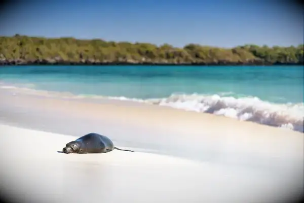 Sea Lion (Zalophus wollebaeki on the beach on Gardner Bay, Espanola, Galapagos Island, Ecuador, South America.