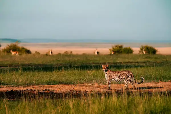 Safari landacape from Alluring Africa.