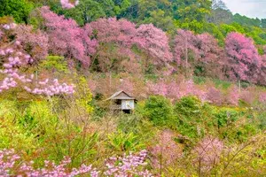 Cherry blossoms in Chiang Mai , Thailand