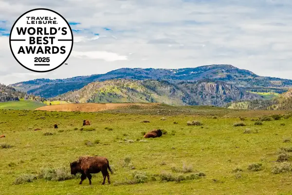 Grazing bison on a grassy plain with mountains in the background representing Yellowstone National Park, logo of Travel & Lanetrek World