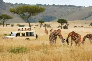 A Micato Safaris truck surrounded by giraffes