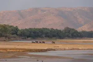 Elephants crossing the Luanwa River in Zambia