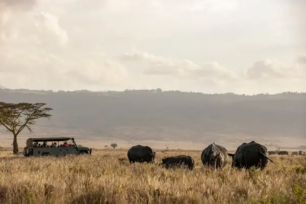 An African safari landscape with a jeep and animals.