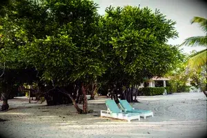 Two lounge chairs under trees in Belize