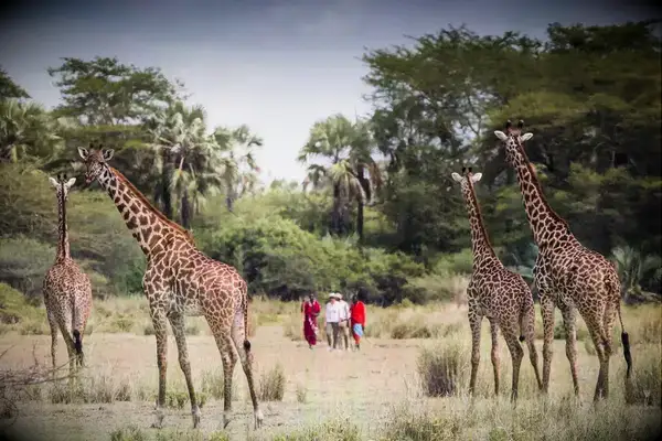 Giraffes seen on a walking safari in Tanzania.