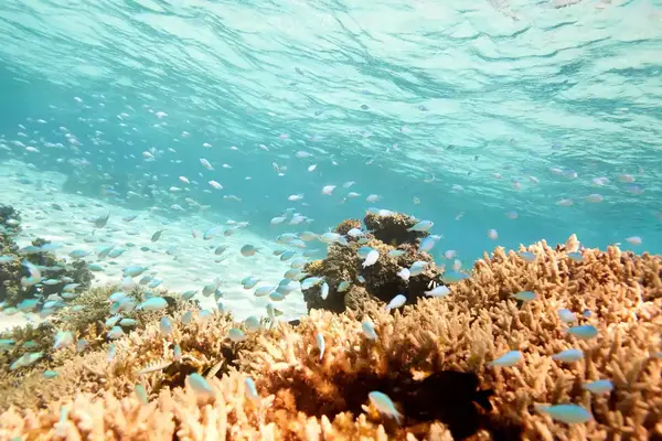 Coral and fish off the coast of Fiji