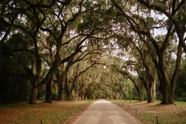 Tree-lined pathway with overhead branches and moss